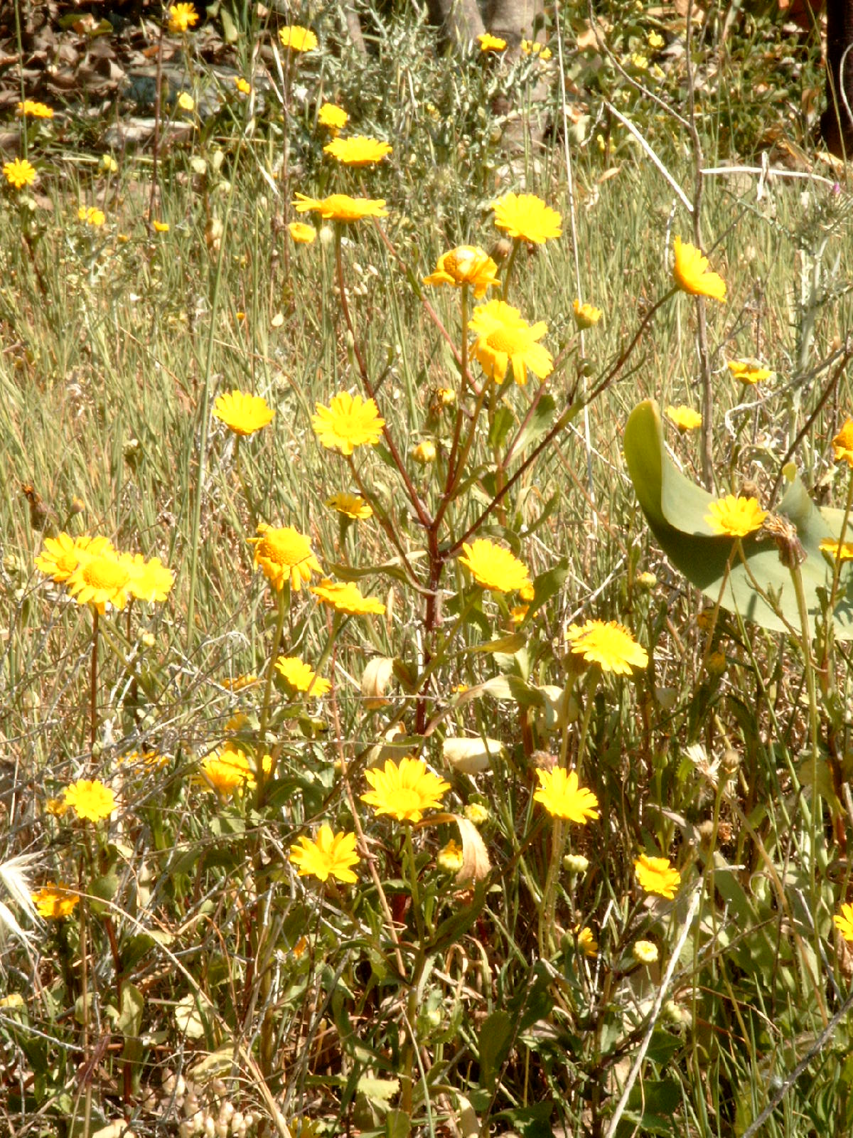 field marigold